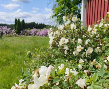 Juhannusruusu, taustalla alppiruusu