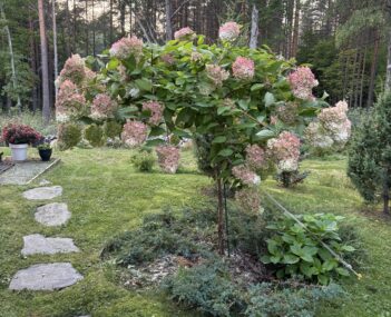 runkohortensia rehentelee