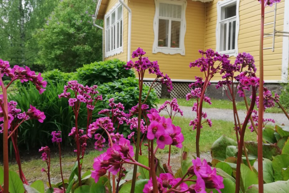Herttavuorenkilpi kukkii takapihalla.